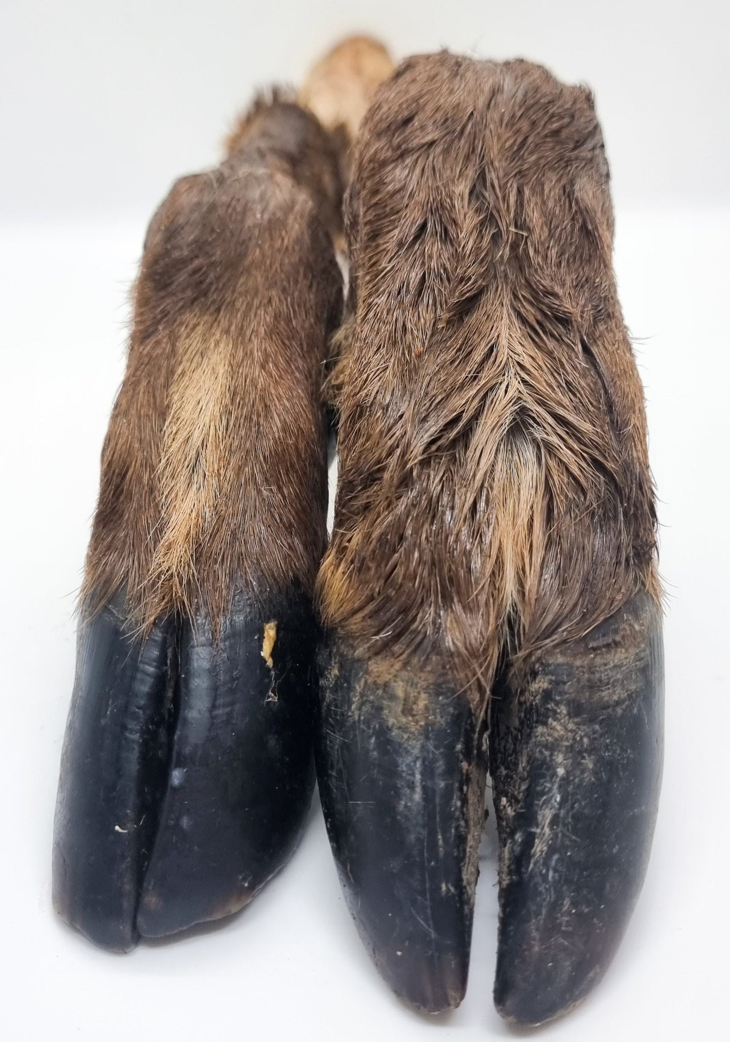 Deer Foot with Fur
